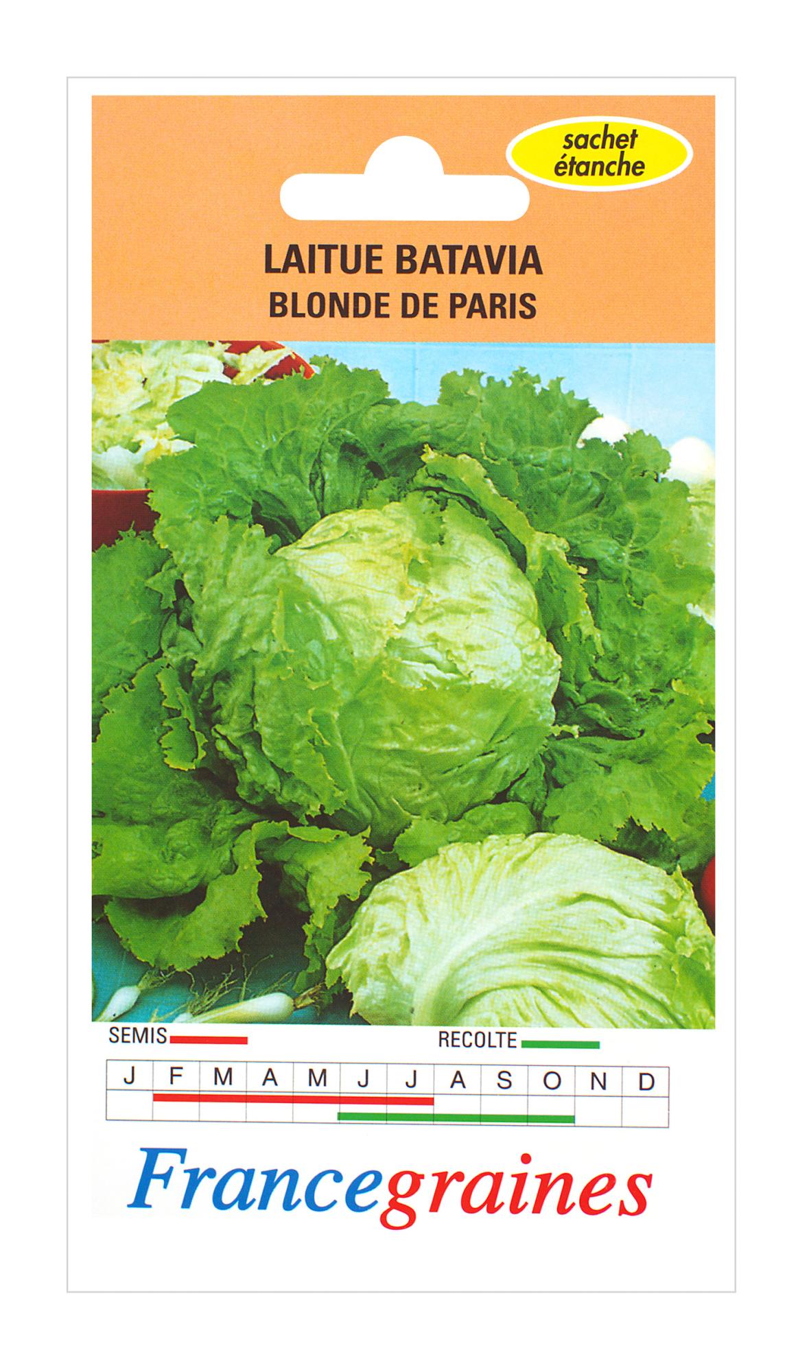 Laitue batavia batavia blonde de paris FRANCE GRAINES 3 g Leroy Merlin
