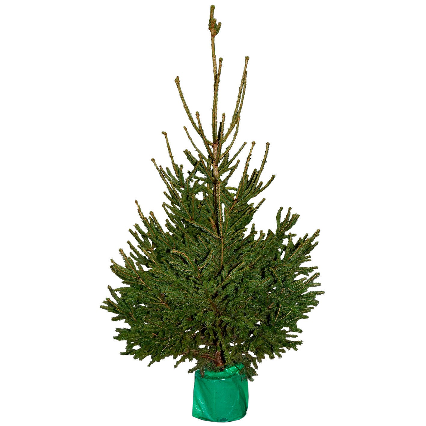 Sapin naturel épicéa en pot H.100/125 cm, bûche pour le pied de sapin