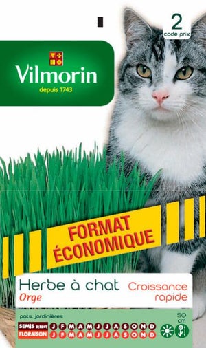 Graine Herbe à Chat Cataire - VILMORIN - Mr.Bricolage