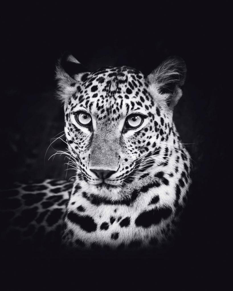 Affiche Leopard Noir Blanc L 40 X H 50 Cm Leroy Merlin