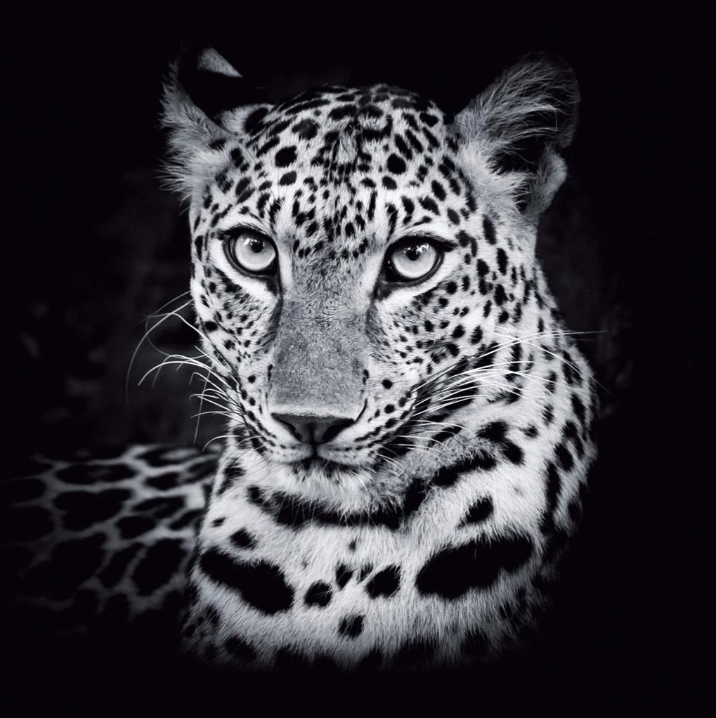 Affiche Leopard noir et blanc l.14 x H.14 cm