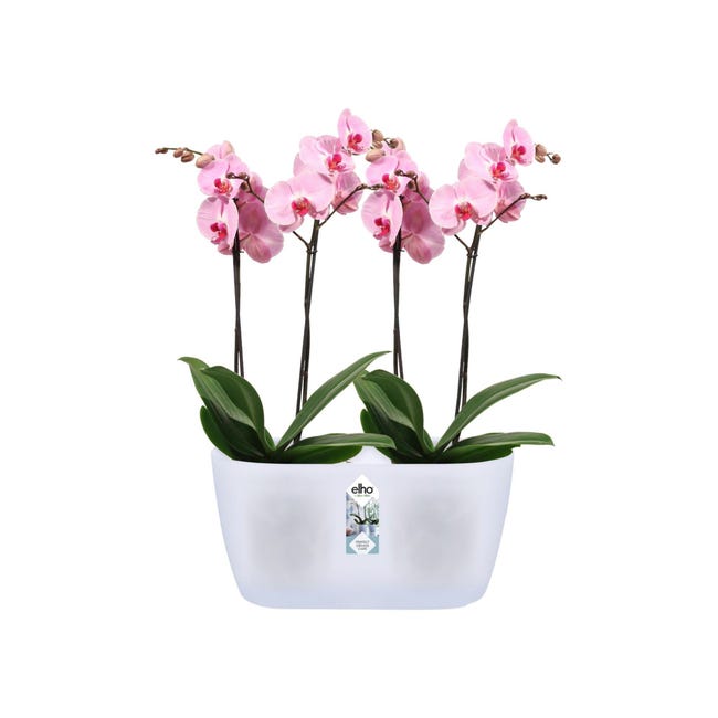 KADAX Pot de fleurs en plastique - 27 x 13 cm - Grand pot ovale - Pour  orchidées, bellis, pensées, drazènes (beige) : : Jardin