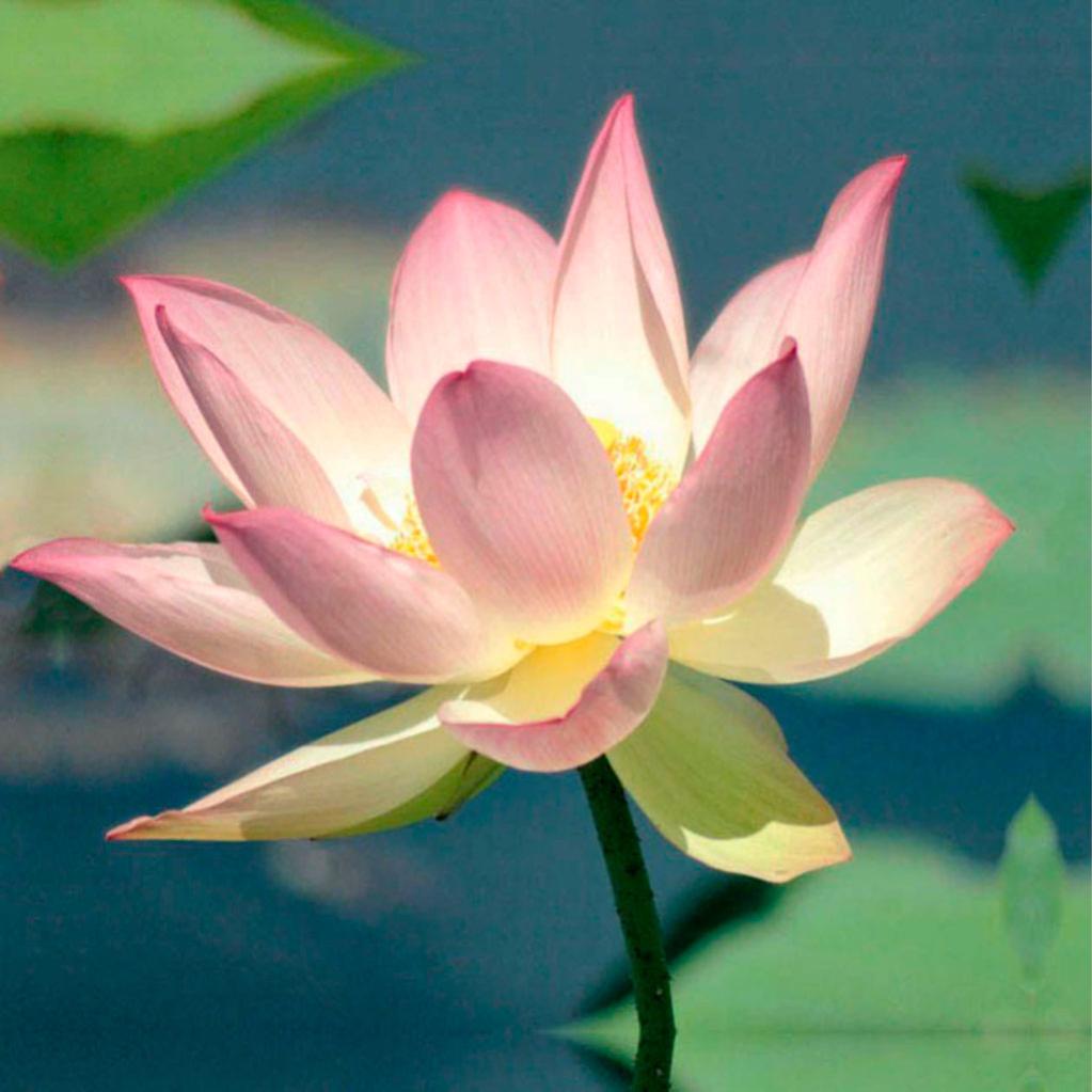 Tenture murale extérieure imprimée Lotus, H.1.5 X L.1.5m, SCENOLIA