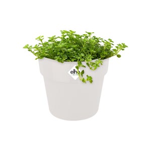 WellHome - 3x Pot de fleurs en plastique de Beofly en blanc 13.4 (Long) x  13.4 (largeur) x 12 (haut) cm - Pots, cache-pots - Rue du Commerce