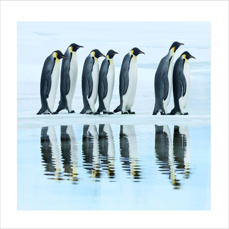 Pingouin Empereur - 30 cm