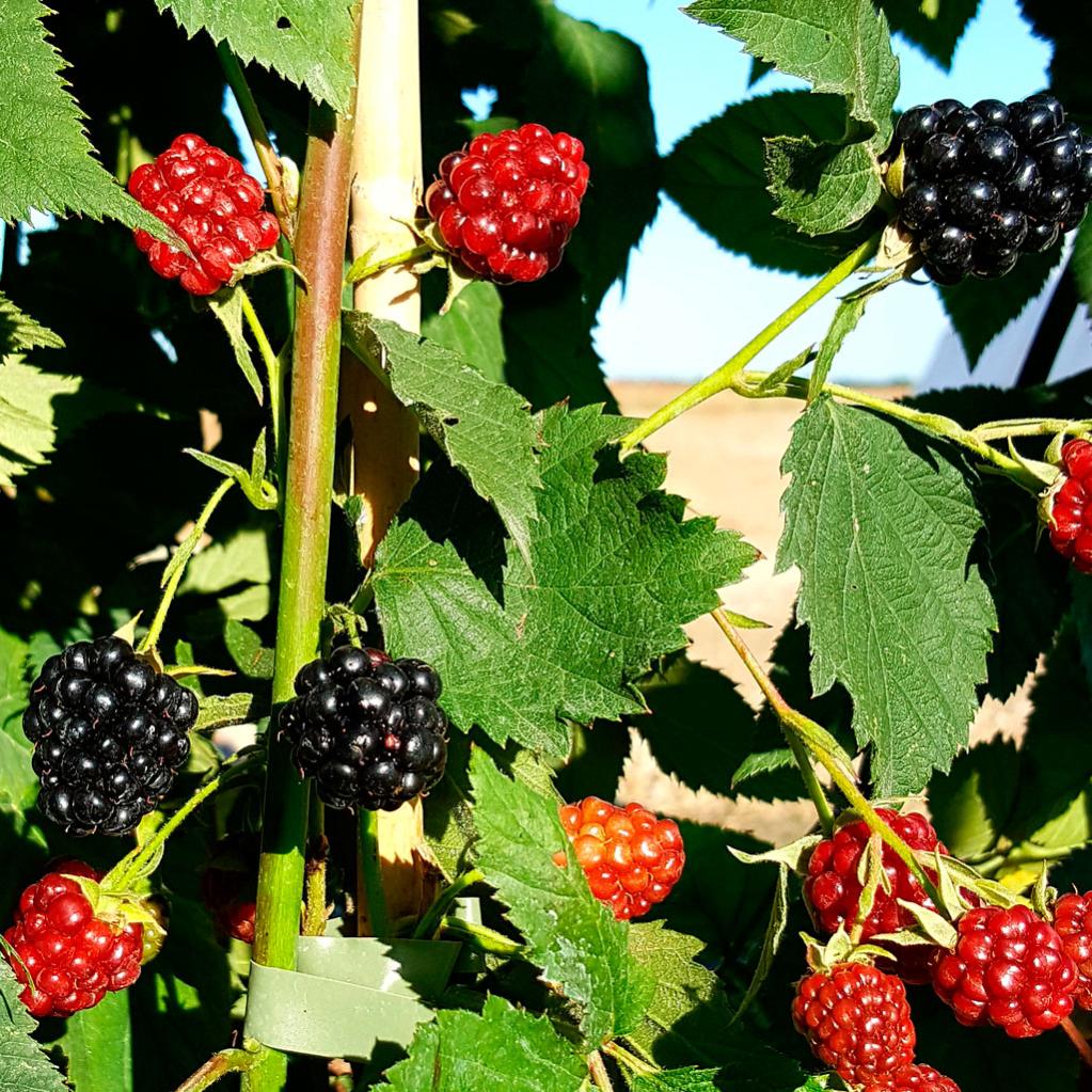 Free Rubus Rubus thornfree, 3 l, H.95 cm | Leroy Merlin