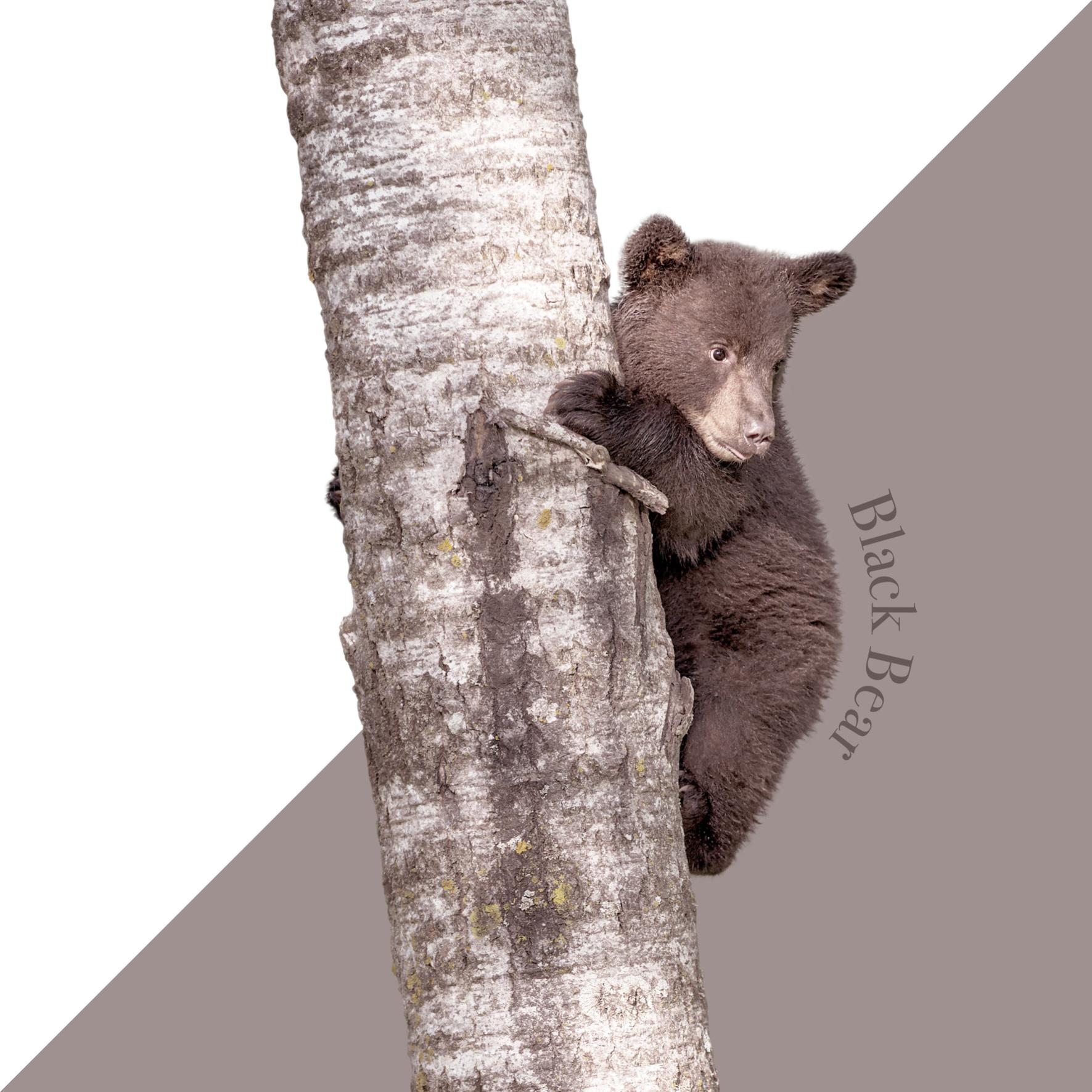 Toile imprimée Black Bear Tree, noir &amp; blanc ARTIS l.65 x H.65 cm ...