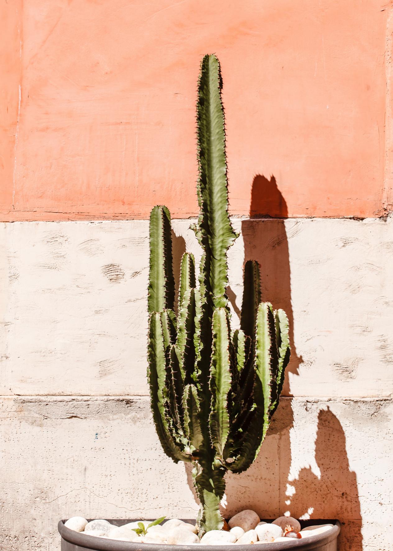 Sac d'impression cactus - France