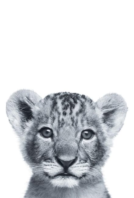 Lionceau Blanc L 10 X H 15 Cm Leroy Merlin Lionceau Blanc L 10 X H 15 Cm Leroy Merlin