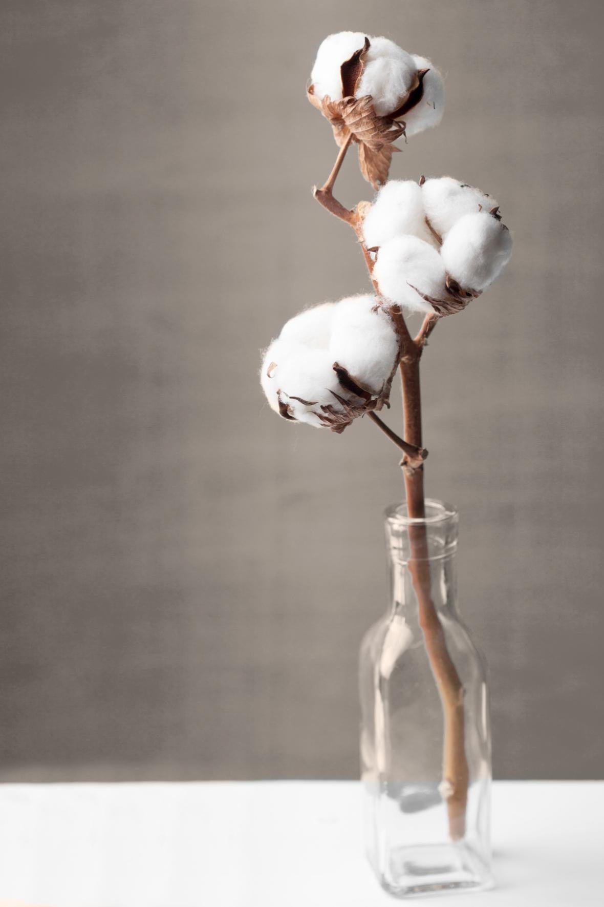 Plexiglass imprimé Cotton in vase ARTIS l.97 x H.65 cm Leroy Merlin