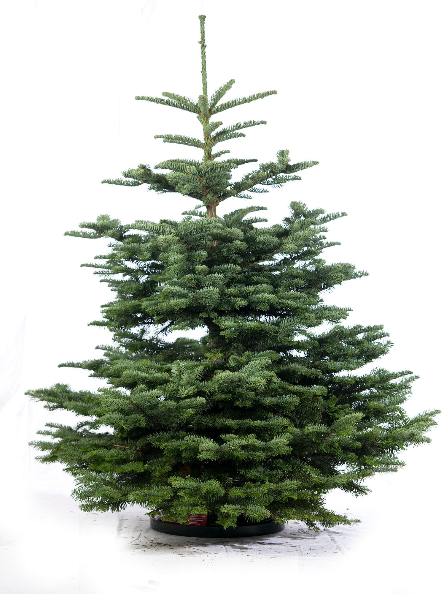 Sapin naturel Nobilis coupé H.175/200 cm, pied percé Leroy Merlin — free download