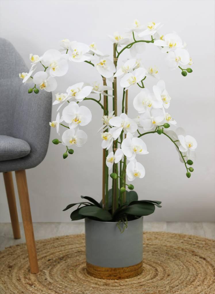 Orchidée Chaussure Femme Art plante dekopflanze L 27 cm ungetopft 332476-13 f51 