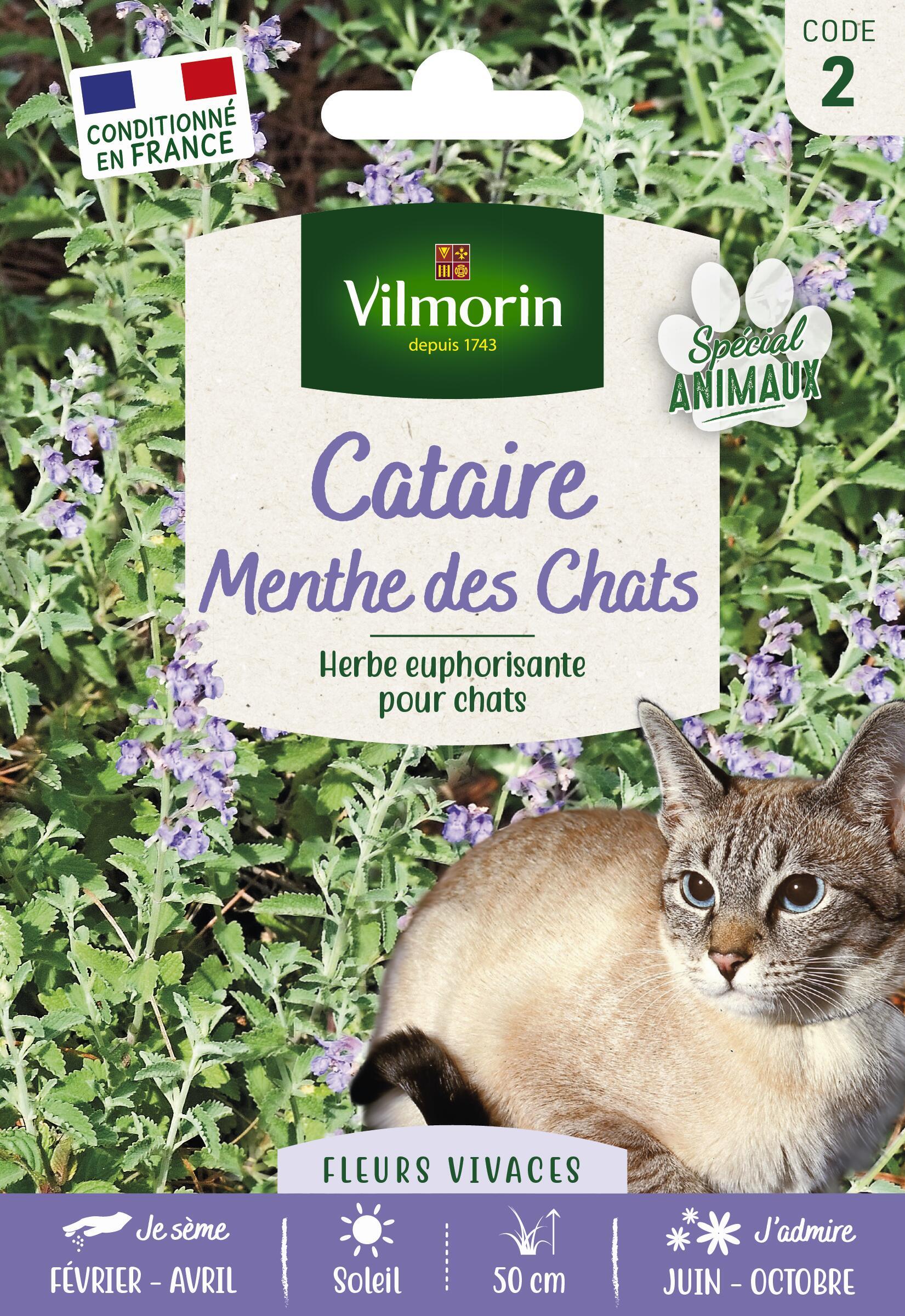 Distributeur de cataire : herbe aux chats euphorisante