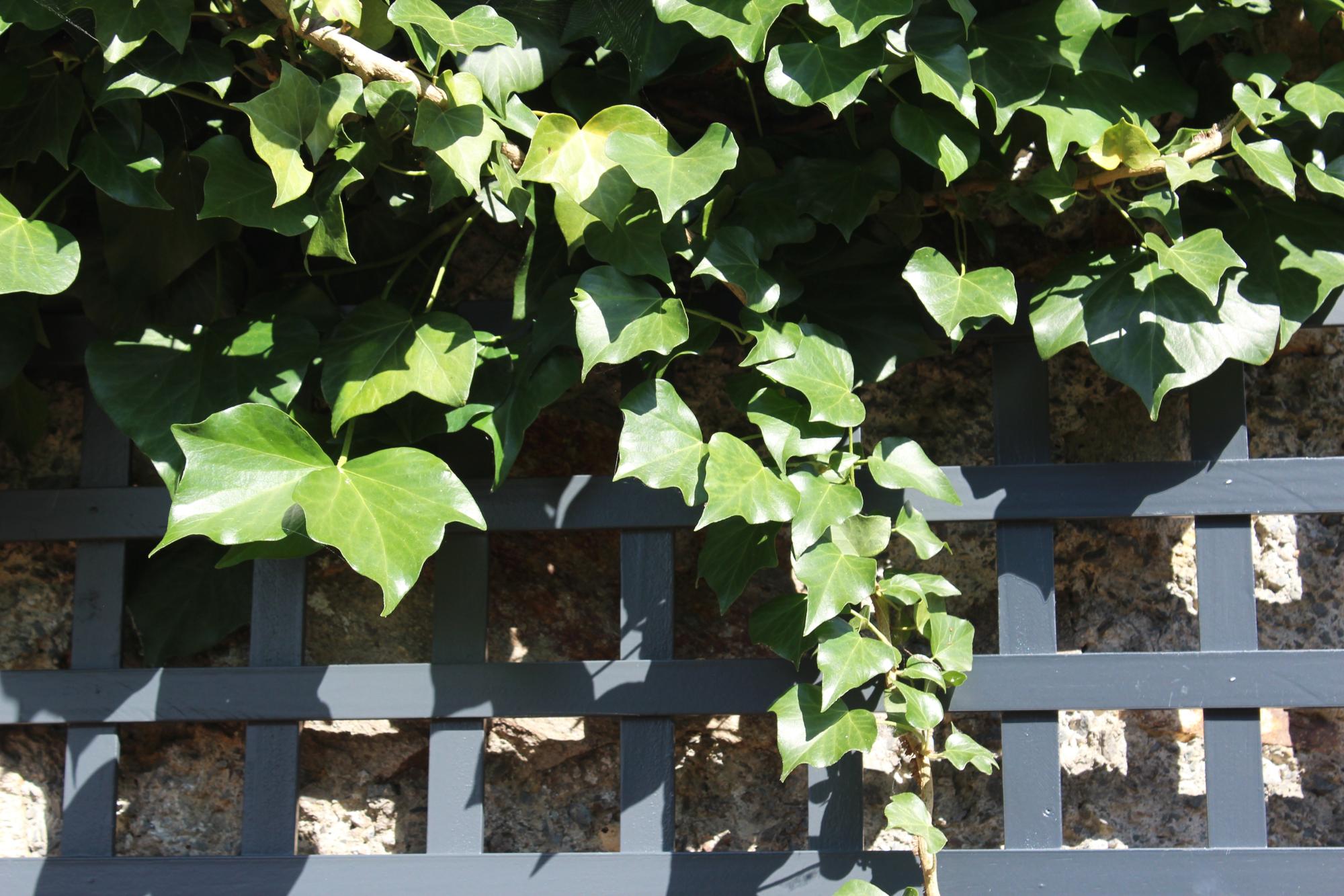 Treillis Jardin Leroy Merlin