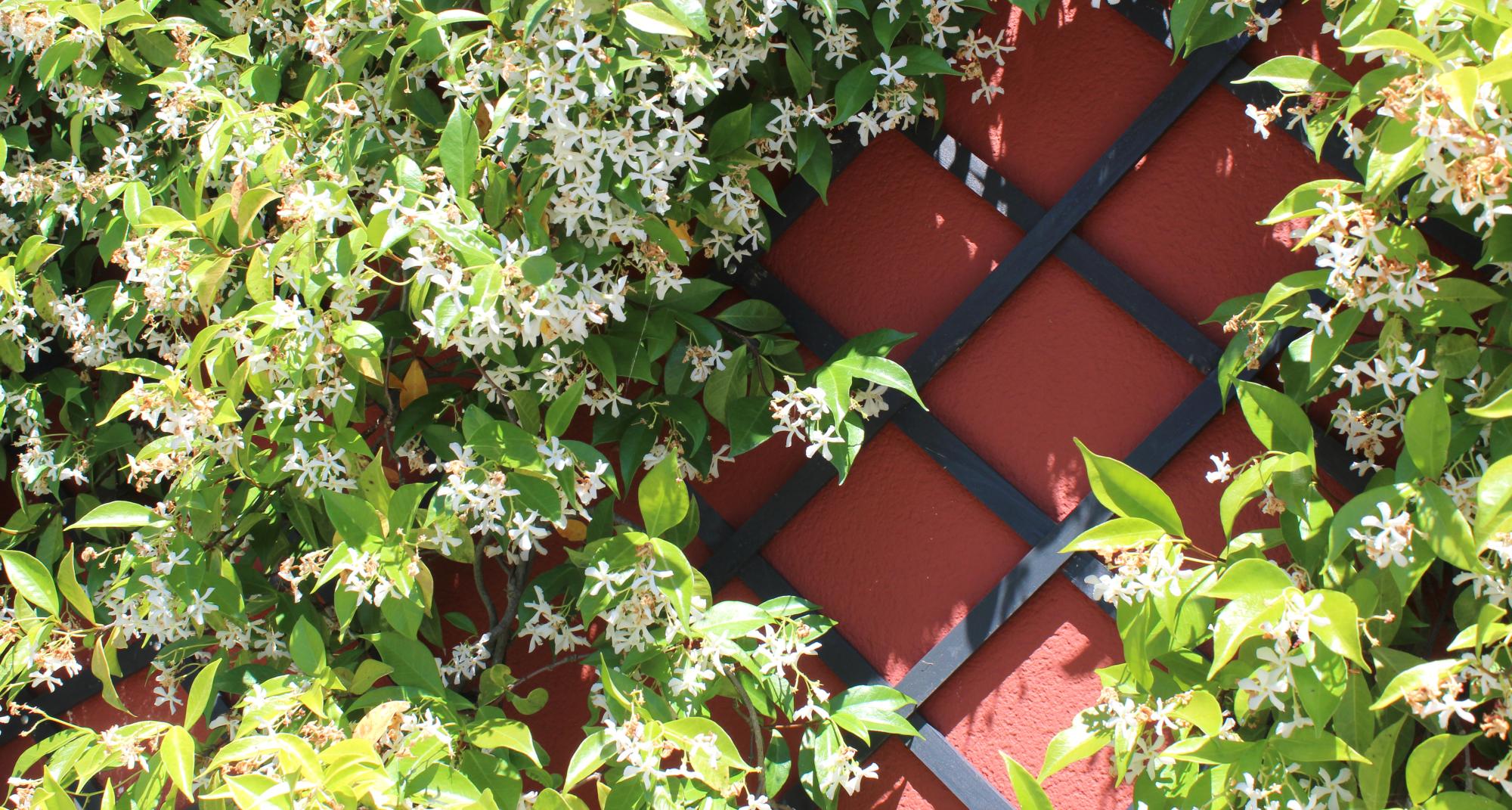 Panneau treillis bois ajouré Maille Losange, l.100 x H.197 cm, gris