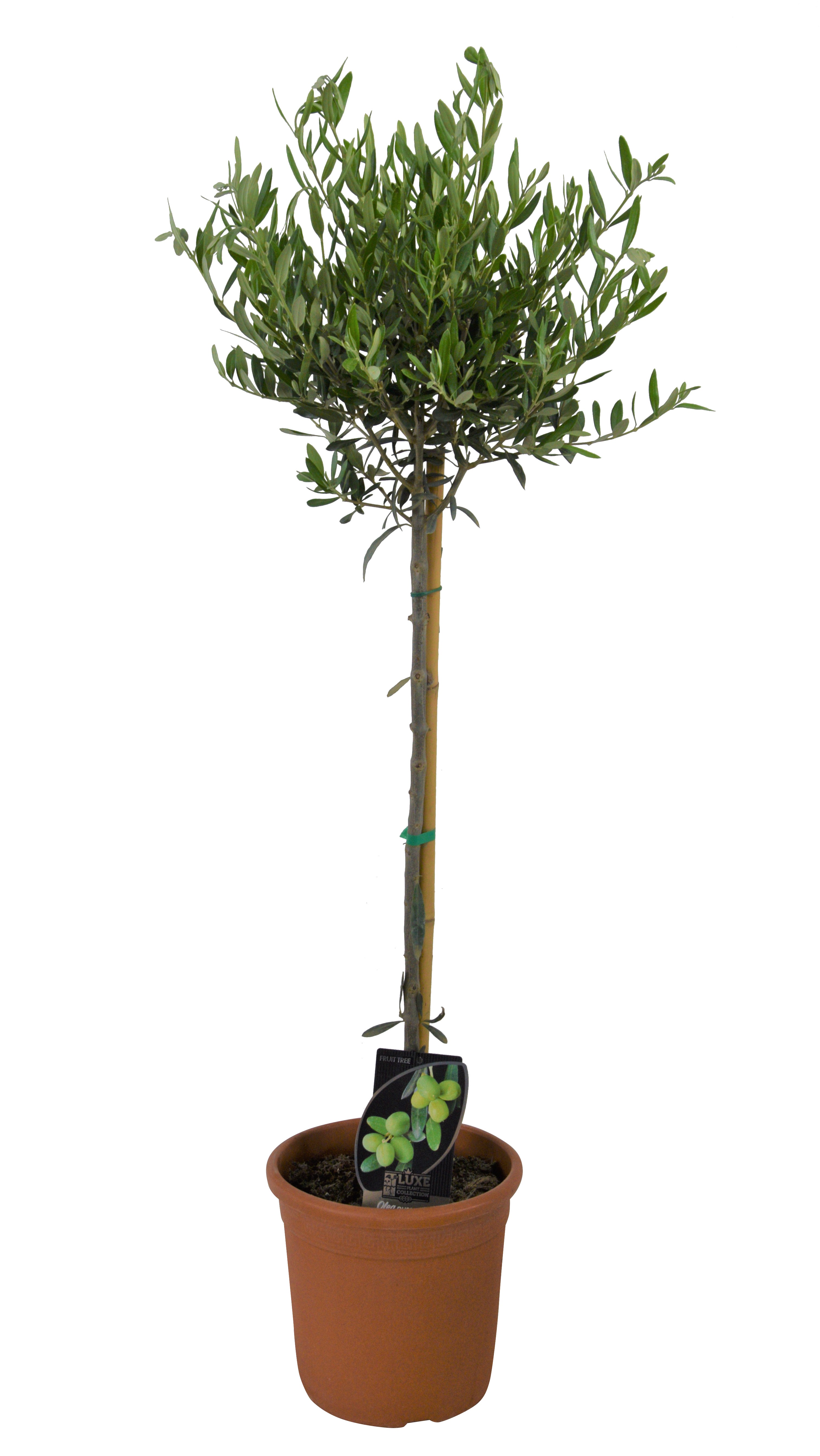 Olivier mini tige pot de 10 l, H.110 cm Leroy Merlin
