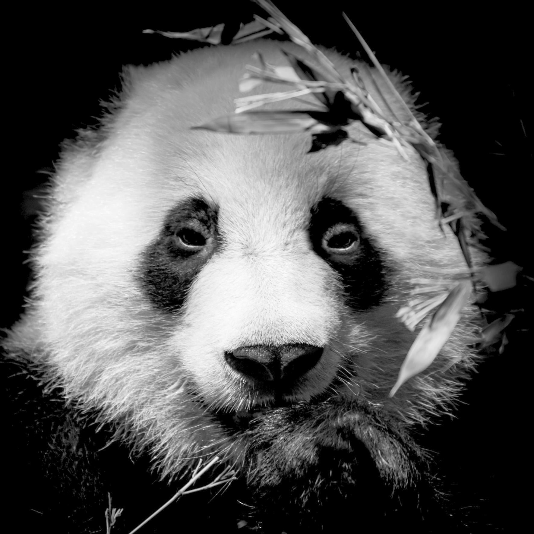 Verre imprim Panda noir et blanc ARTIS