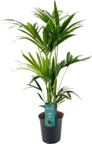 Arbre plante artificielle avec pot plastique pour intérieur ou extérieur 19  x 19 x 160cm 20_0000107