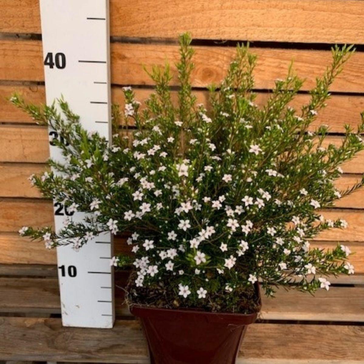 Sea Life Gutschein 2 Für 1 Merlin Diosma Varies C3, 3 L H.40 cm | Leroy Merlin