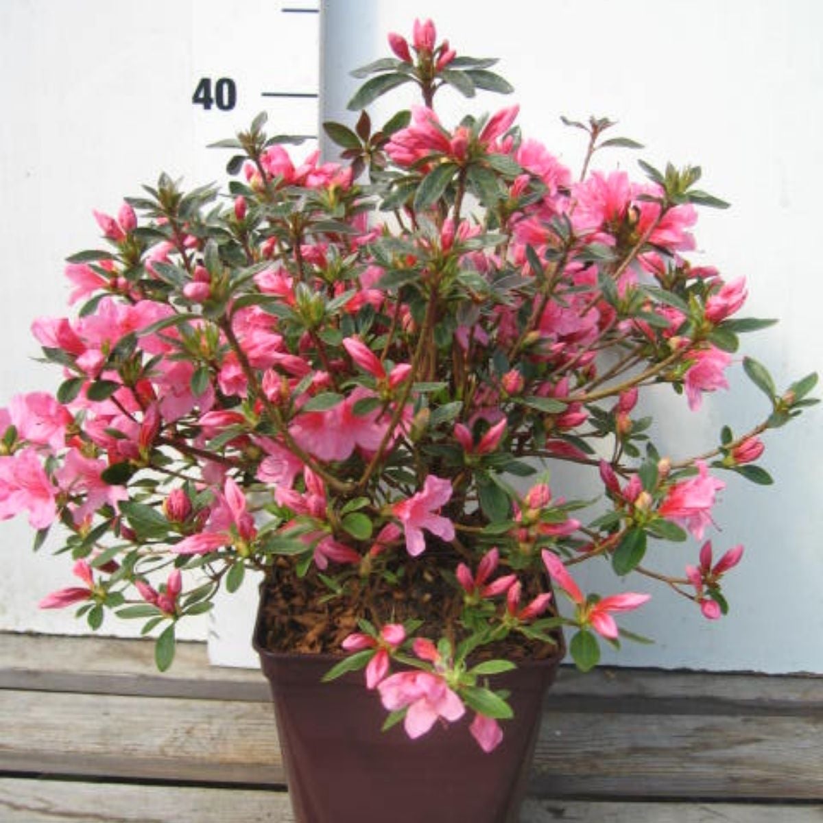 Azalea Japonica Varies C3, 3 L H.40 cm | Leroy Merlin