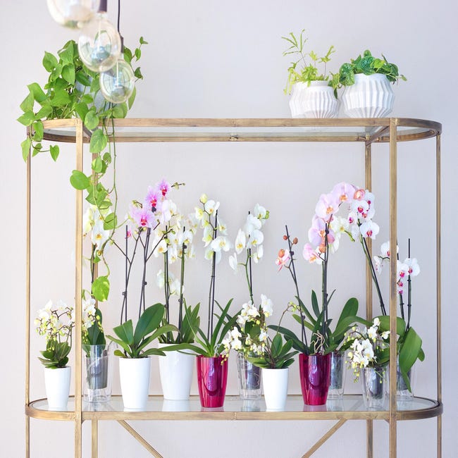 Vaso per piante e fiori Orchidea ARTEVASI in polistirene trasparente H 15  cm Ø 12.7 cm