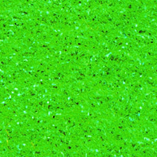 Verda Magic Moquette tessuto piatto verde Magic L H 2 m | Leroy Merlin