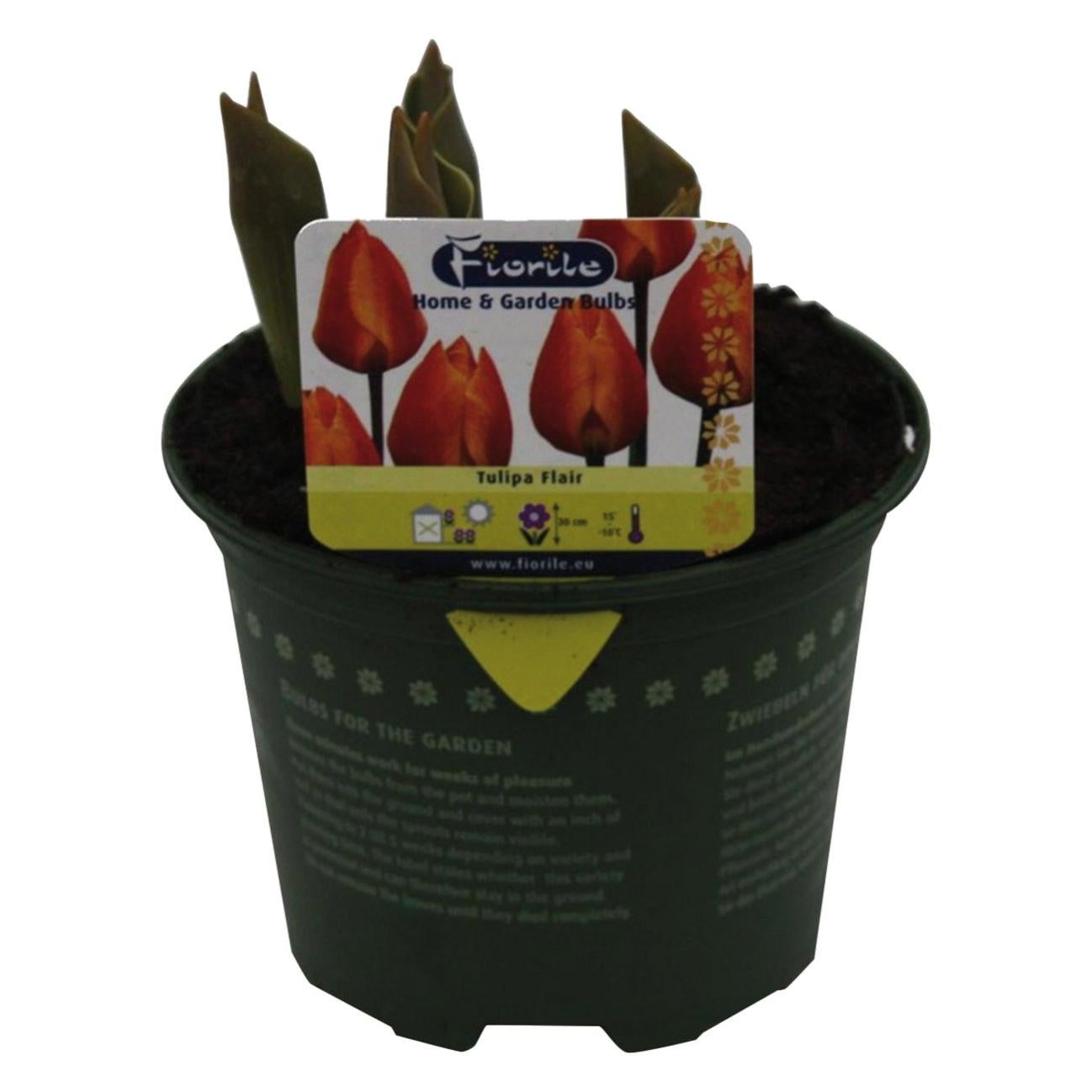 22 Bulbi Di Tulipano Profumati - Fiori Perenni Facili Da Piantare, Ideali Per Giardino E Primavera - Foto 8