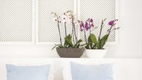 Cassetta portafiori Sahara Duo 15,6x34,7x16,7 cm antracite/platino Cassetta portafiori Sahara Duo 15,6x34,7x16,7 cm antracite/platino