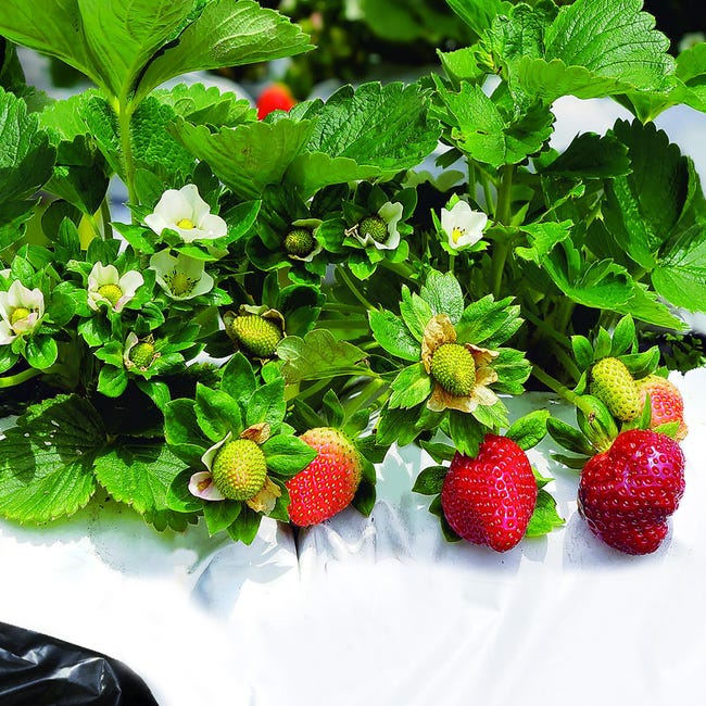 Telo Pacciamatura 100m X 1,05m - Antialga E Antierbacce Bianco - Foto 7