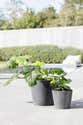 Ecopots Antwerp 40 Vaso per fiori - L 39,7 cm x H 30 cm - Grigio - Per Ecopots Antwerp 40 Vaso per fiori - L 39,7 cm x H 30 cm - Grigio - Per