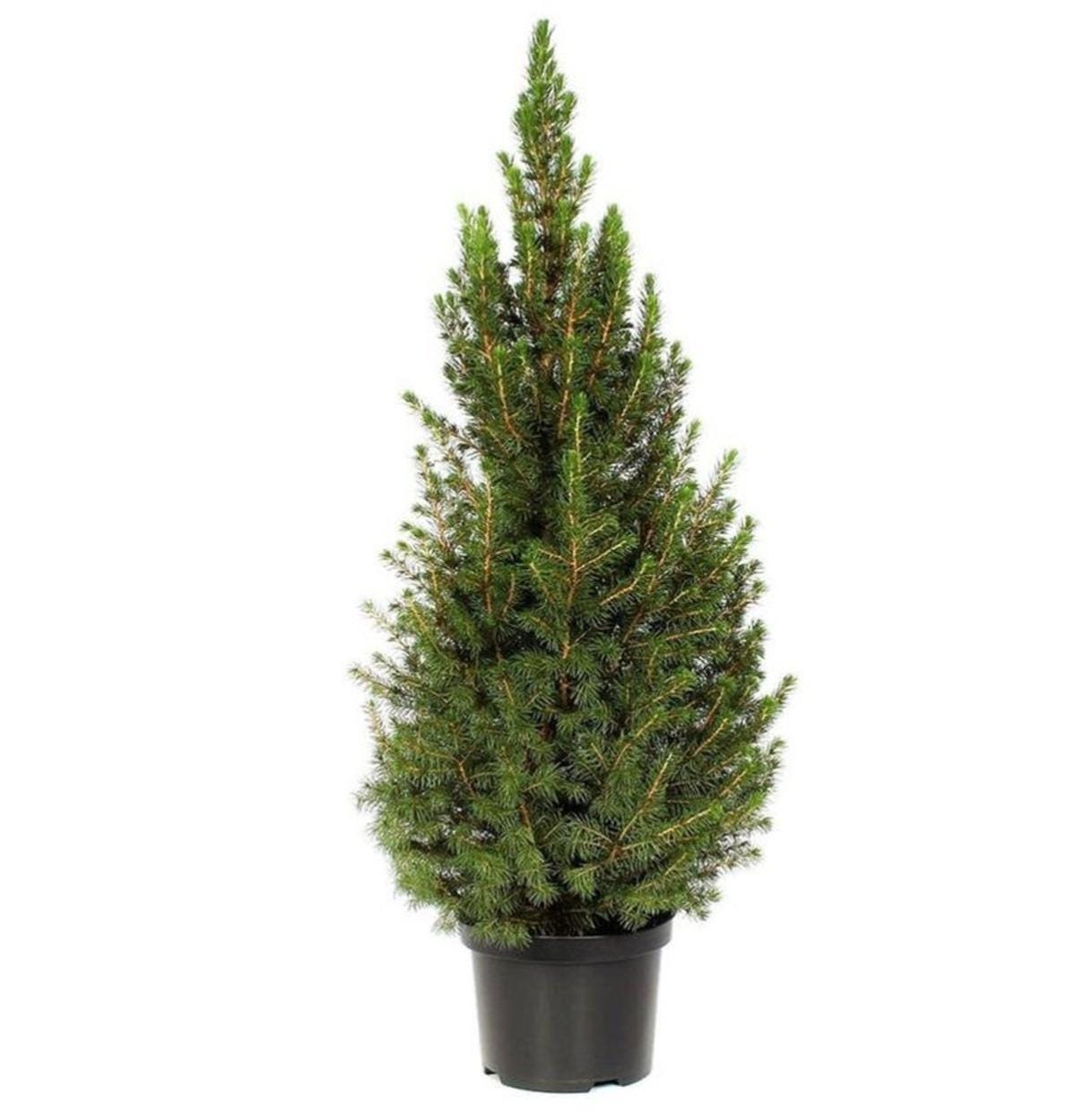 Albero Di Natale In Ferro Oro, 50 Cm – Con 9 Ganci Per Appendere Decorazioni E Foto