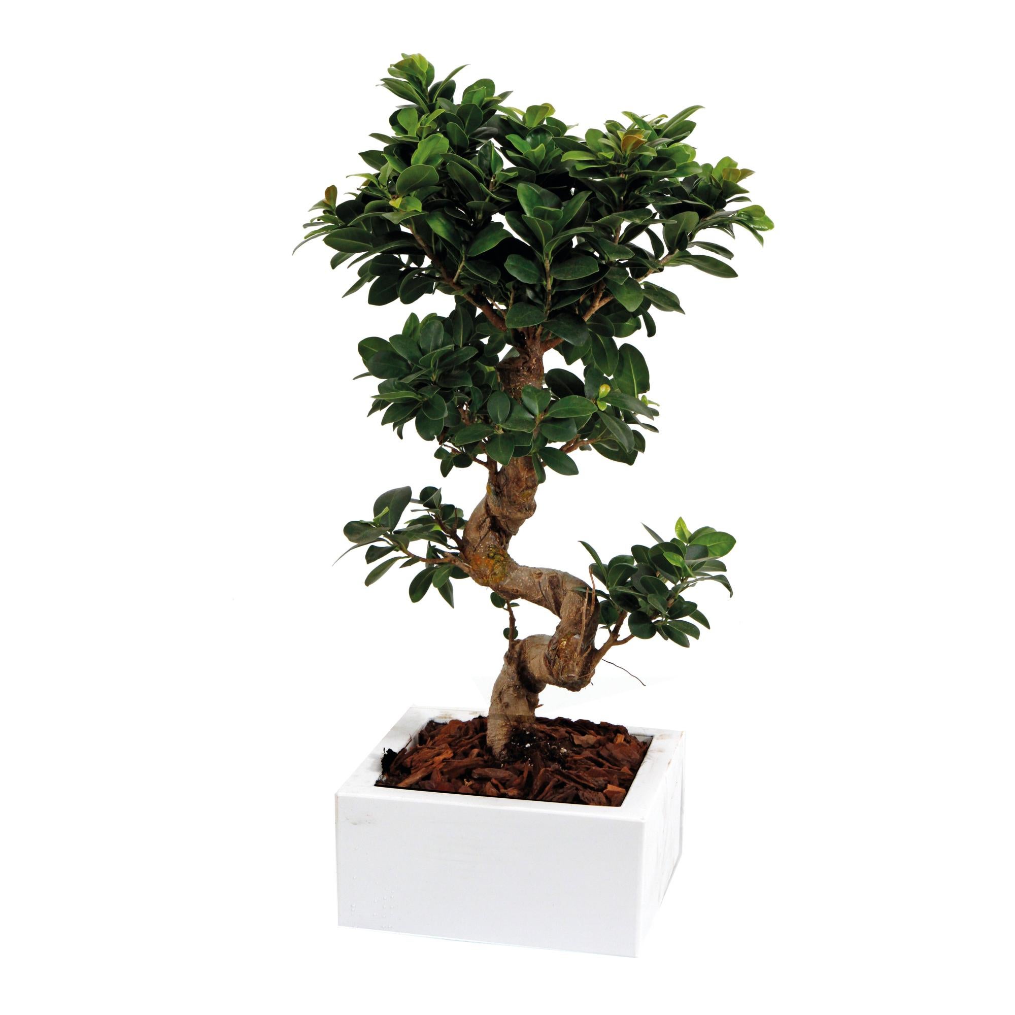 Bonsai 40 cm Leroy Merlin