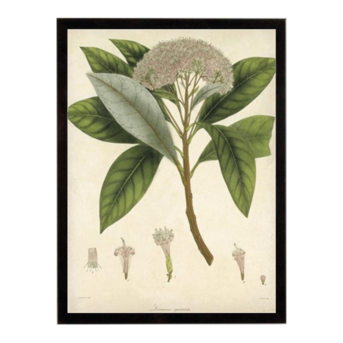 Stampa incorniciata Cosmos 1 30.7x40.7 cm | Leroy Merlin