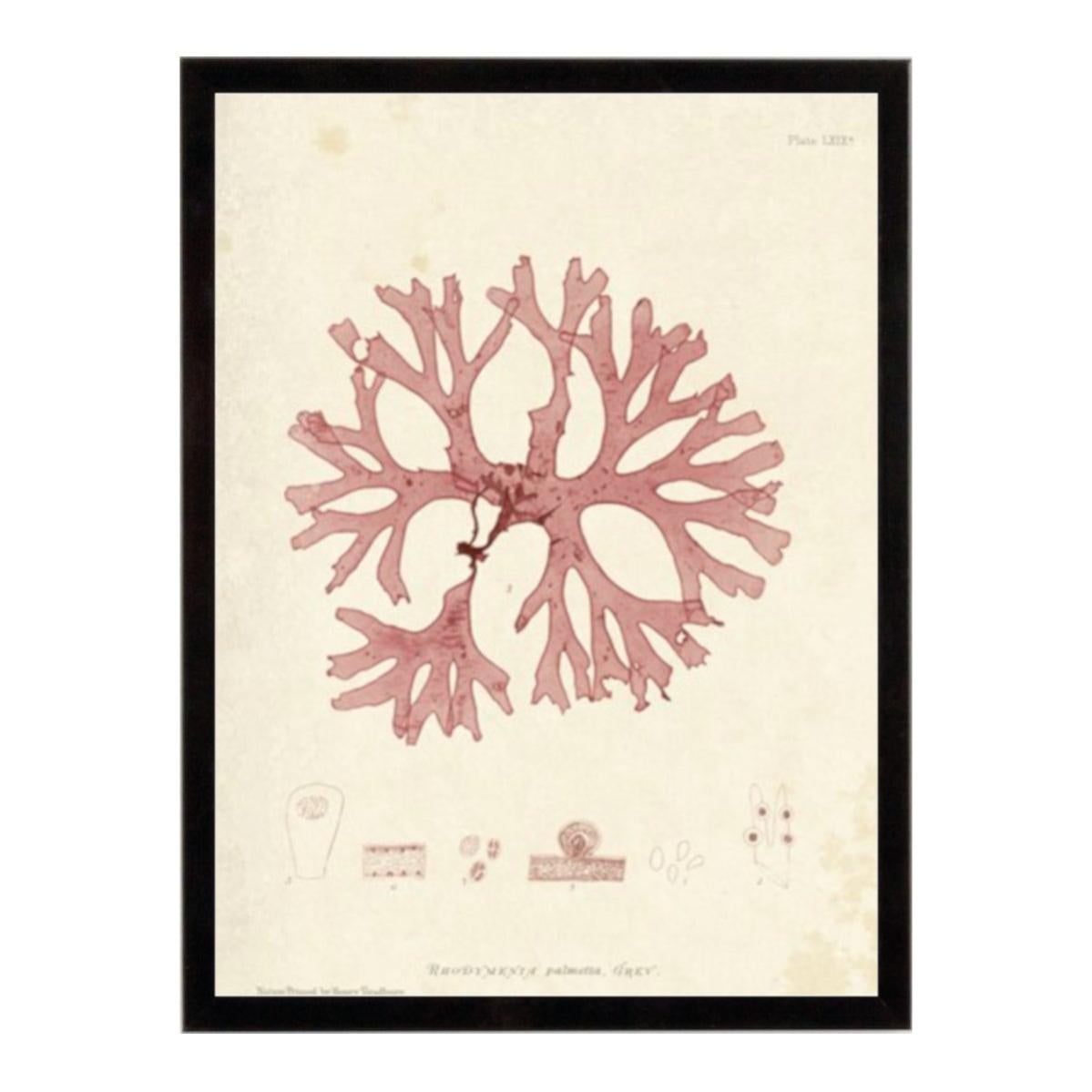 Stampa incorniciata Jerry 15.7 x 30.7 cm | Leroy Merlin