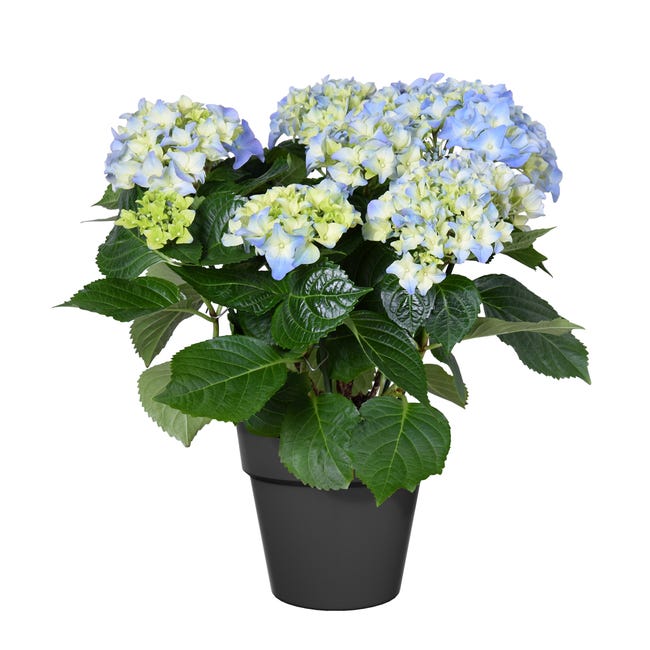 Coprivaso per piante e fiori B.for Soft Round ELHO in polipropilene nero H  15 cm Ø 16 cm
