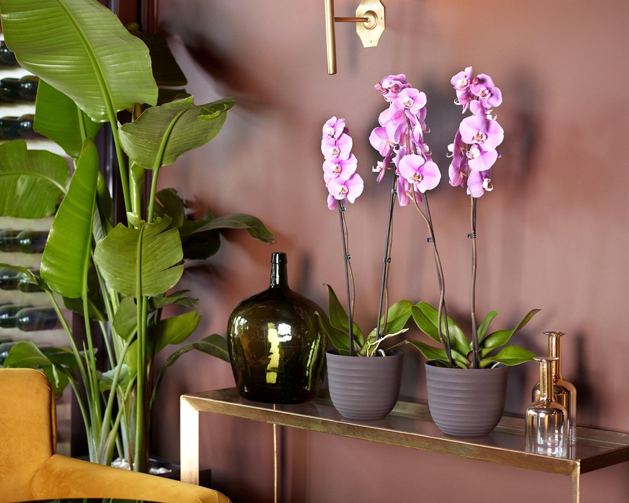 Vasi Da Vivaio - Garden Seeds Market | Spedizione Gratuita - Foto 5