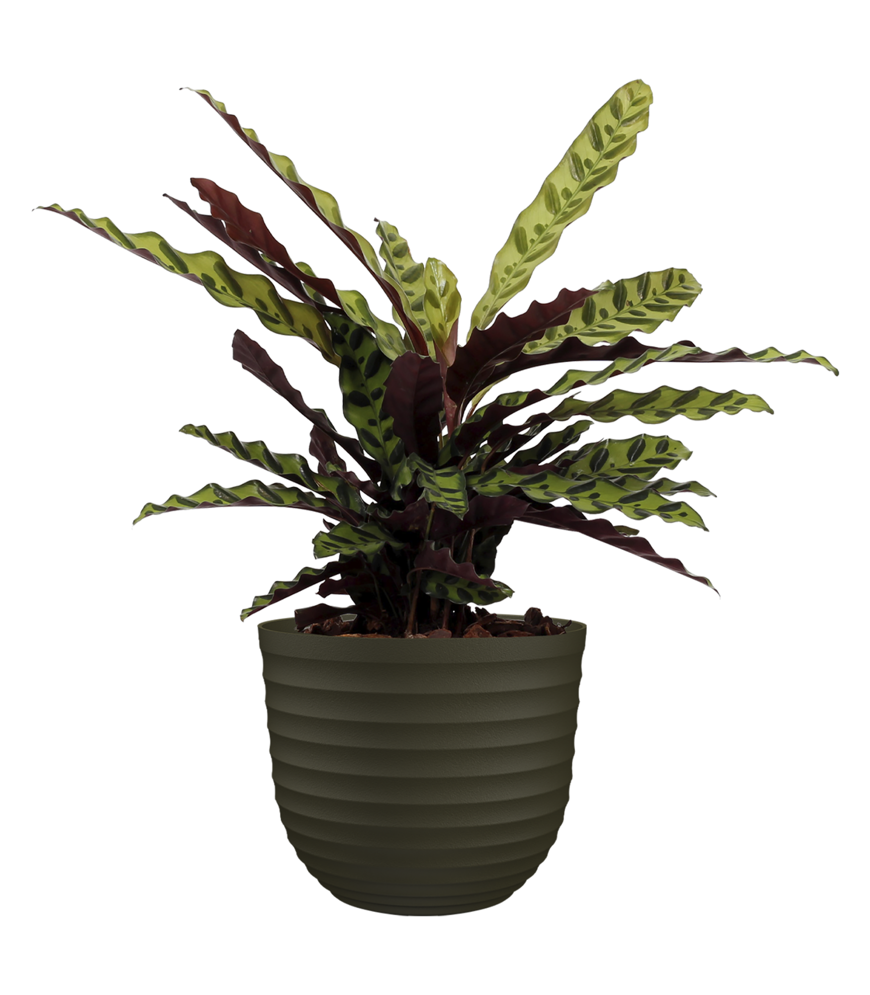 Vasi Da Vivaio - Garden Seeds Market | Spedizione Gratuita - Foto 4