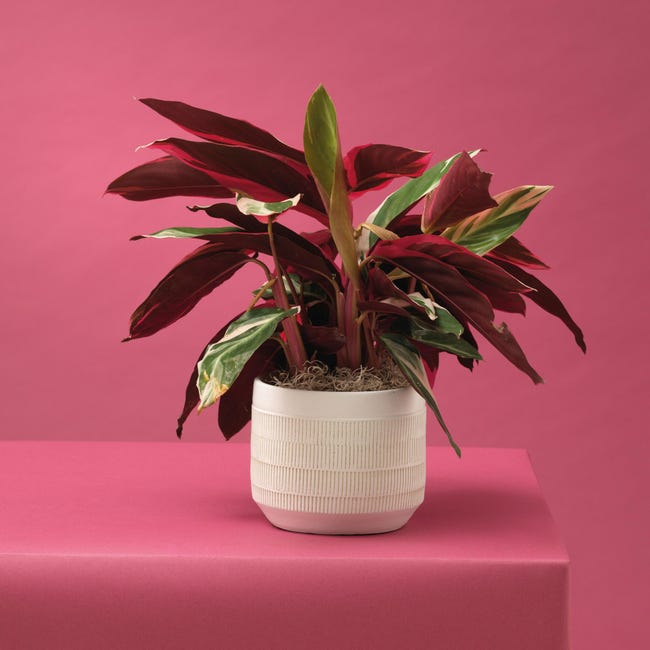 Coprivaso per piante e fiori Gioia in ceramica bianco H 18 cm Ø 20 cm