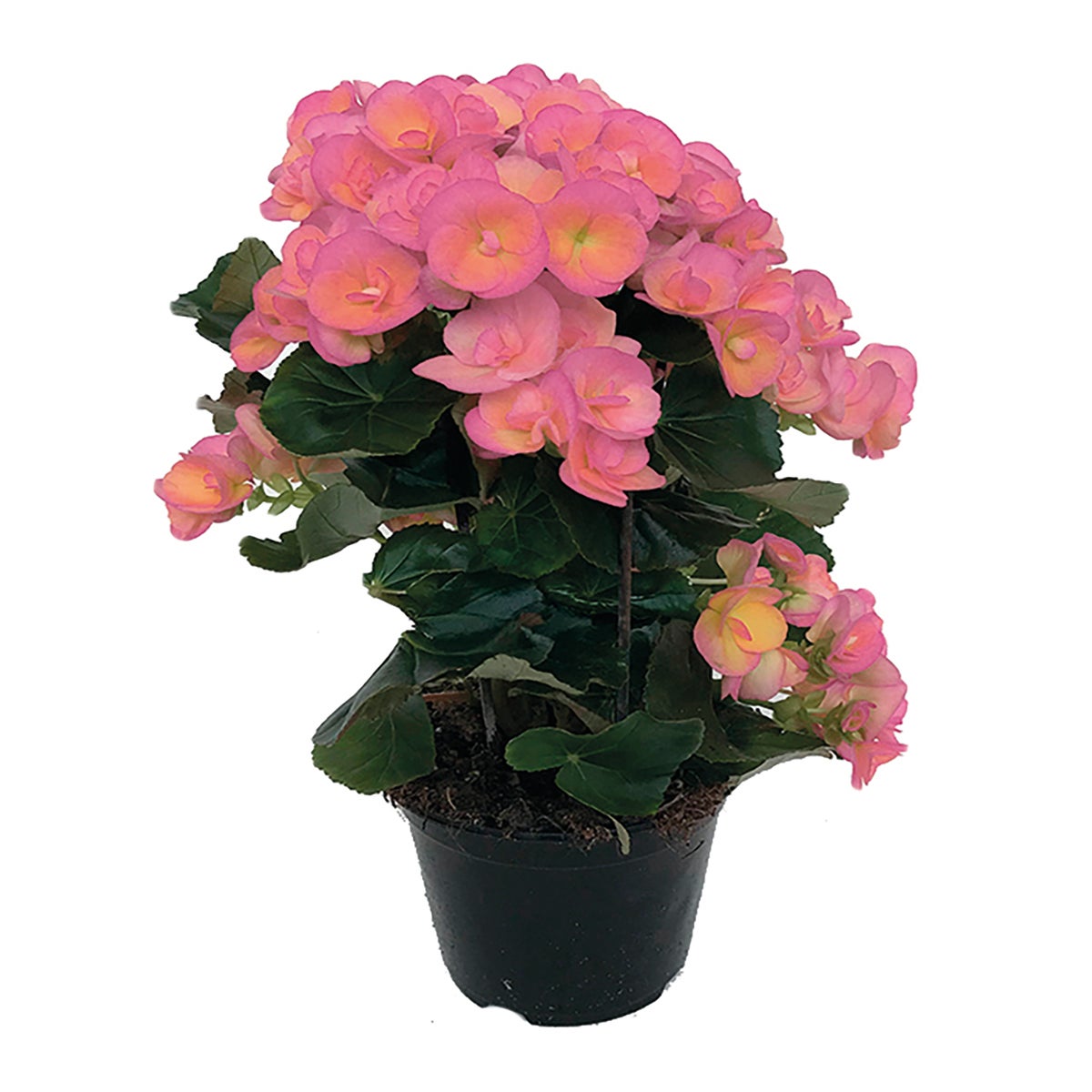 Begonia Elatior Rosa 14 cm | Leroy Merlin