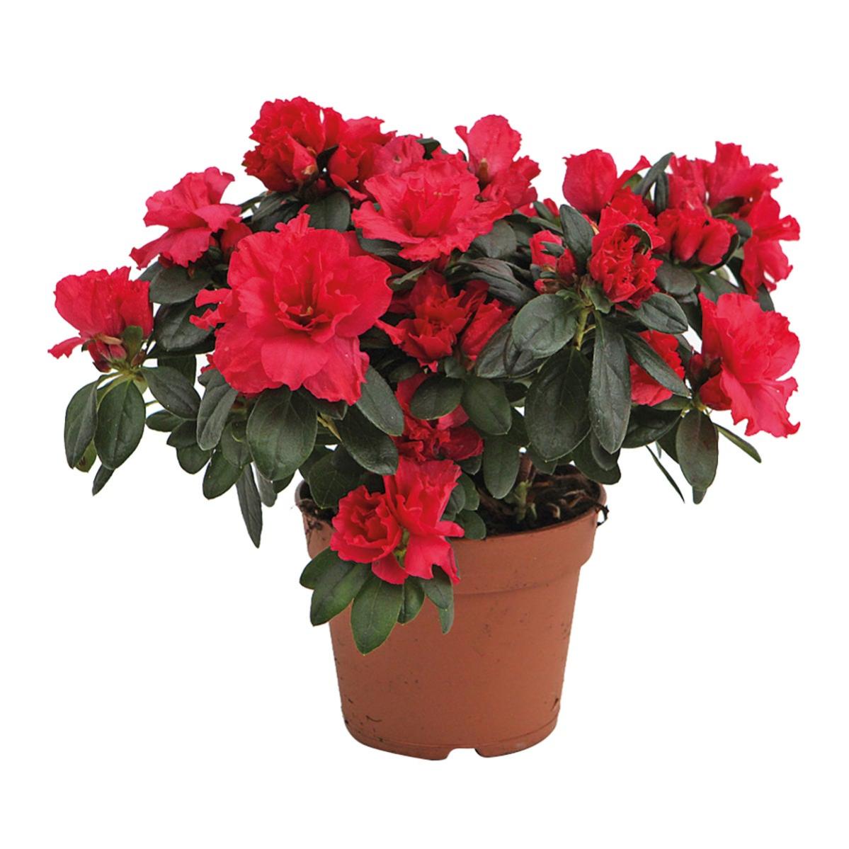 Azalea Chioma 20-22 Cm Ø 13 cm | Leroy Merlin