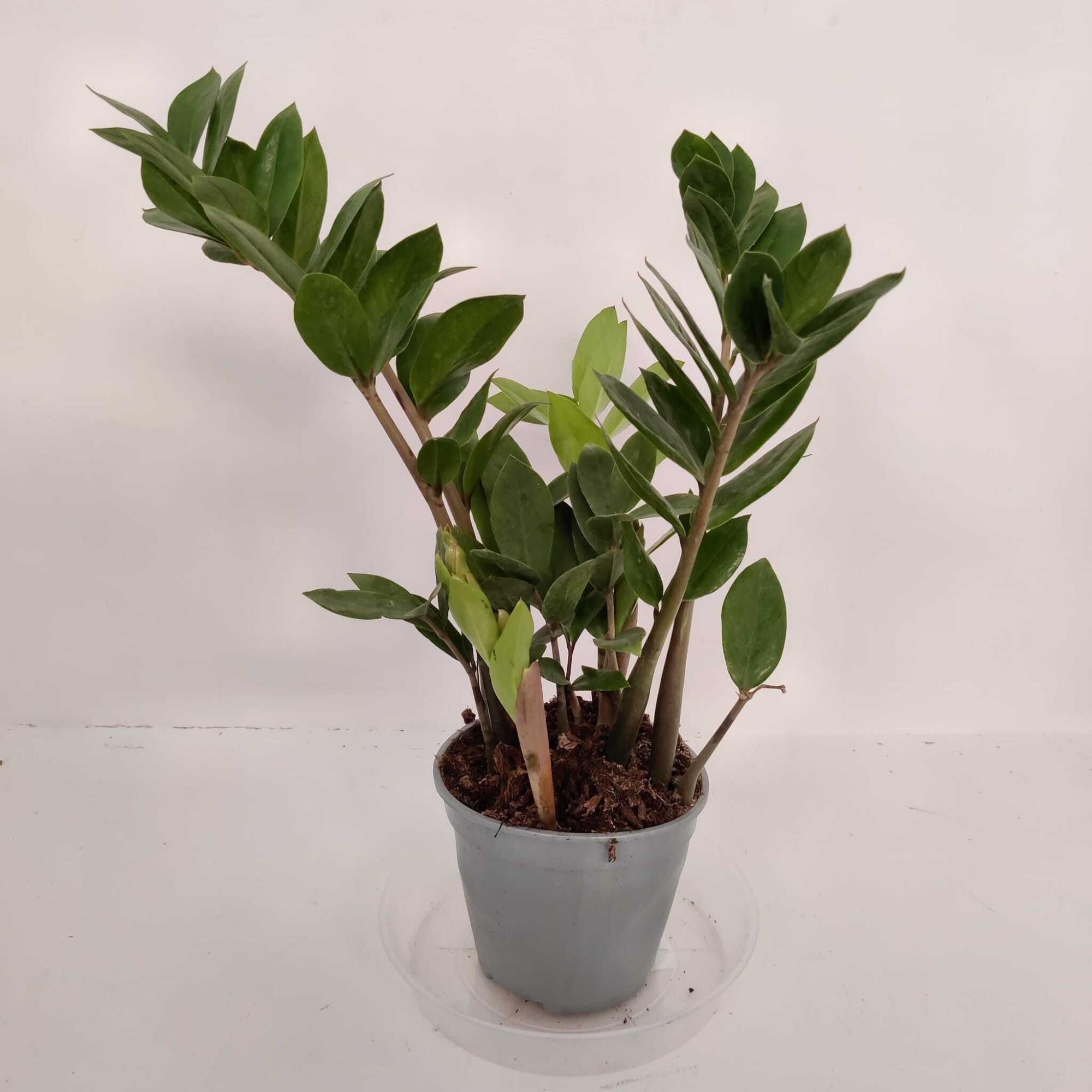 Pianta Da Interno ZAMIOCULCAS V.12 | Leroy Merlin - Foto 5