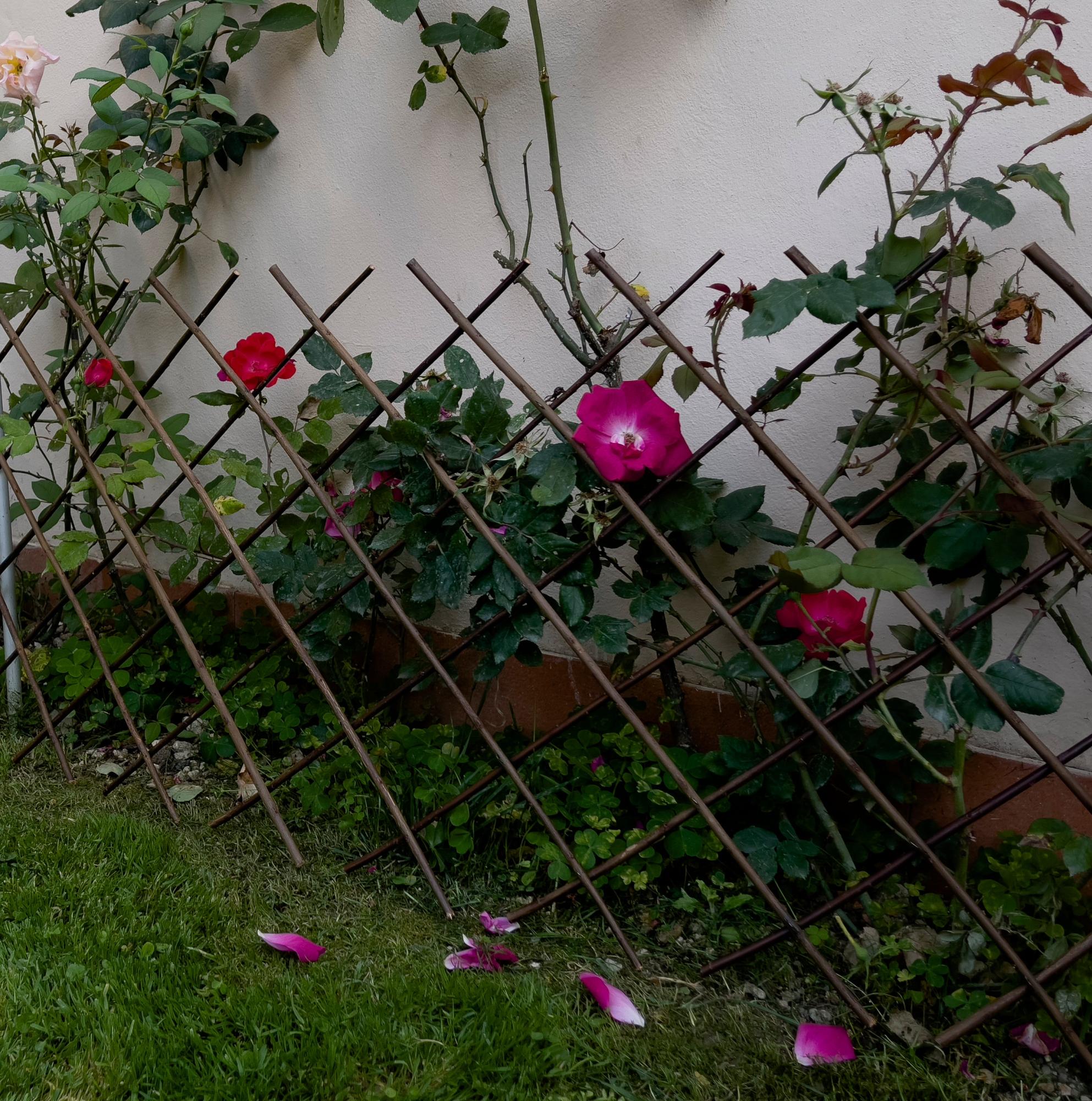 PICK FOR LIFE Traliccio Da Giardino Per Piante Rampicanti All - Foto 2