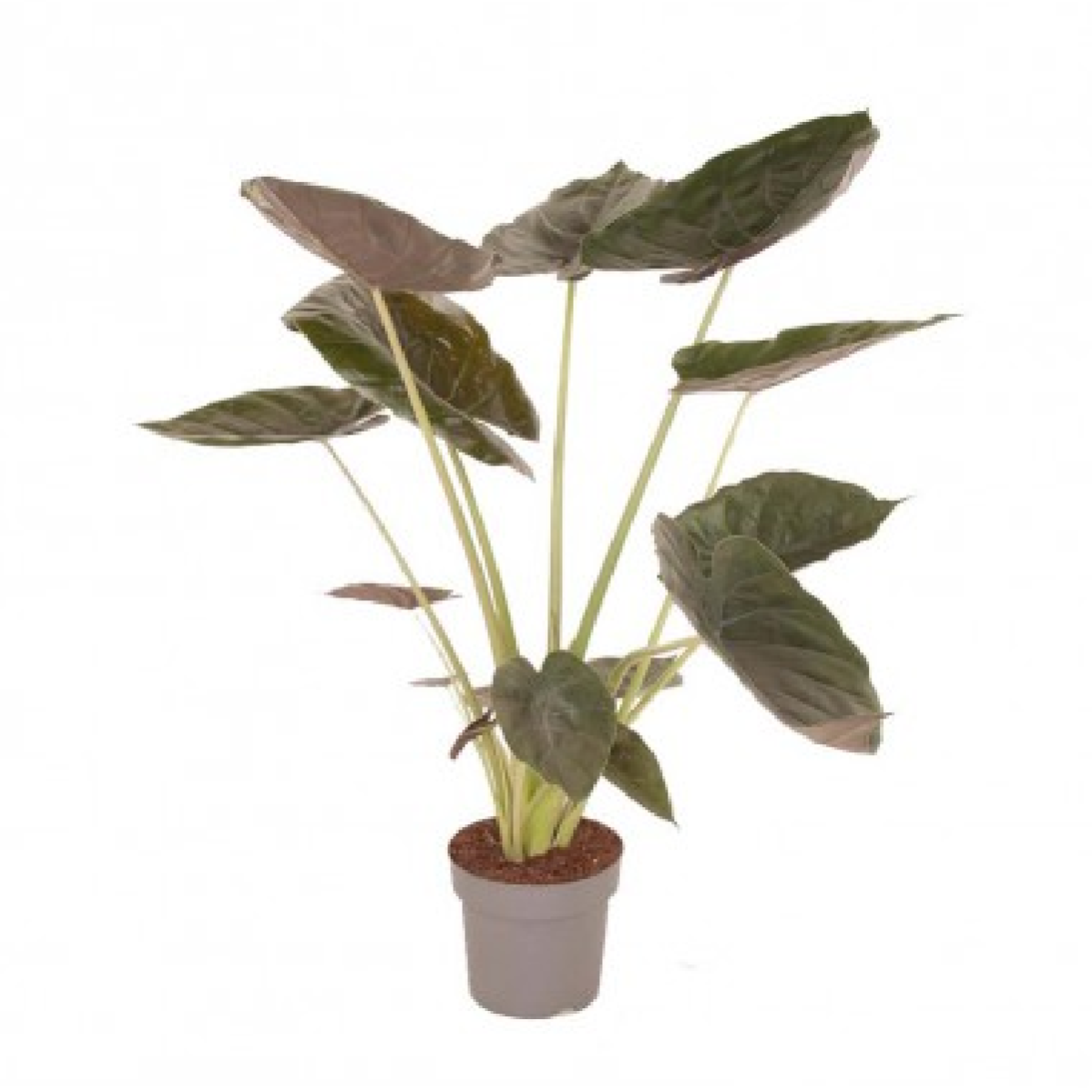 Alocasia Macrorrhiza - Pianta Orecchie Di Elefante Da Interno 40cm