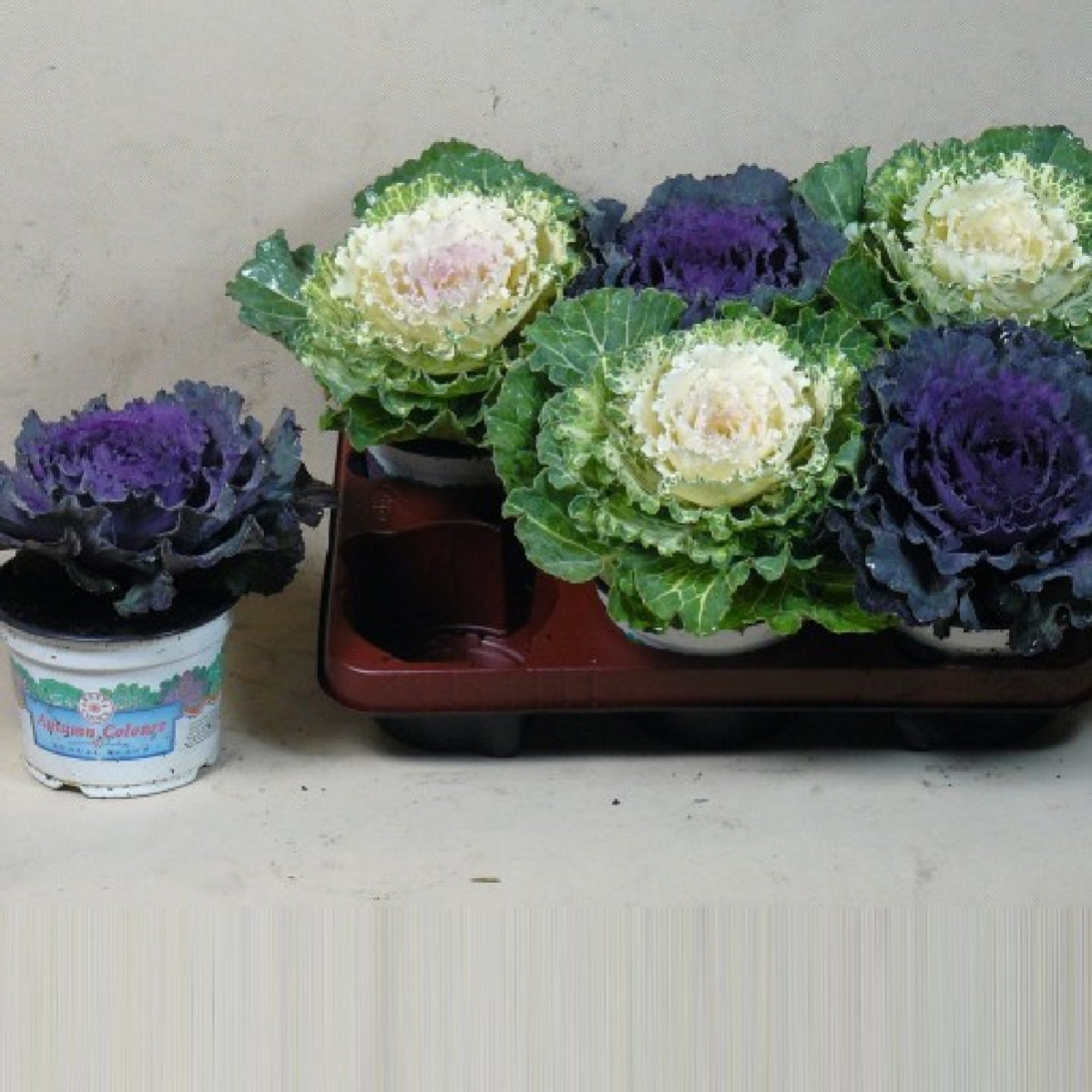 Brassica Mix V12 Leroy Merlin