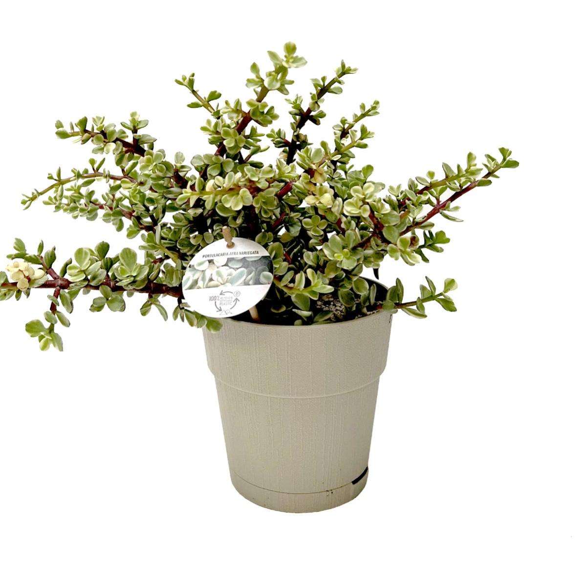 Mix Di 20 Piante Grasse Vere E Cactus – Vaso 5.5 Cm – Succulente Varie