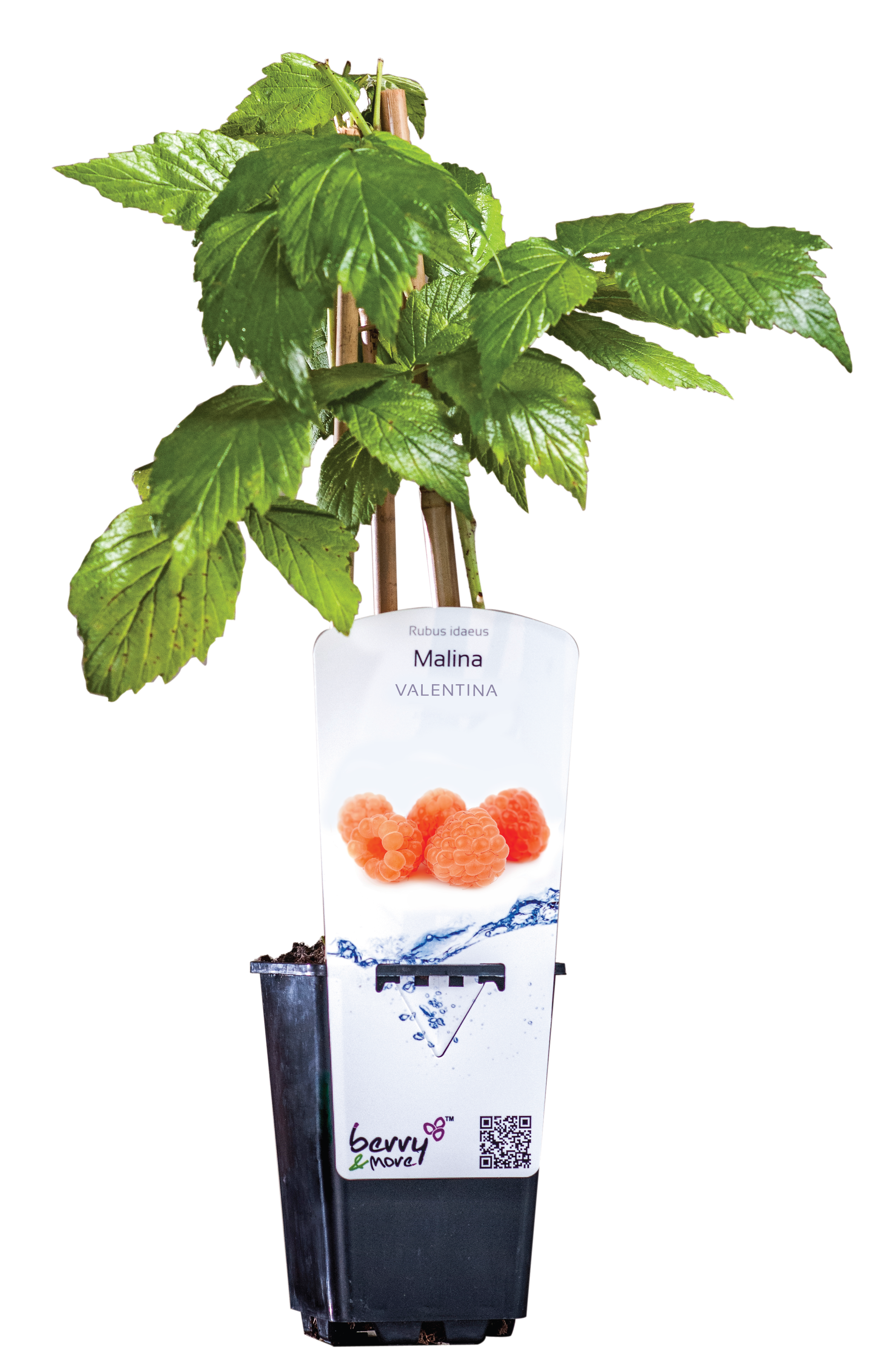 Malina mix 26 cm Berry&More™ - Leroy Merlin