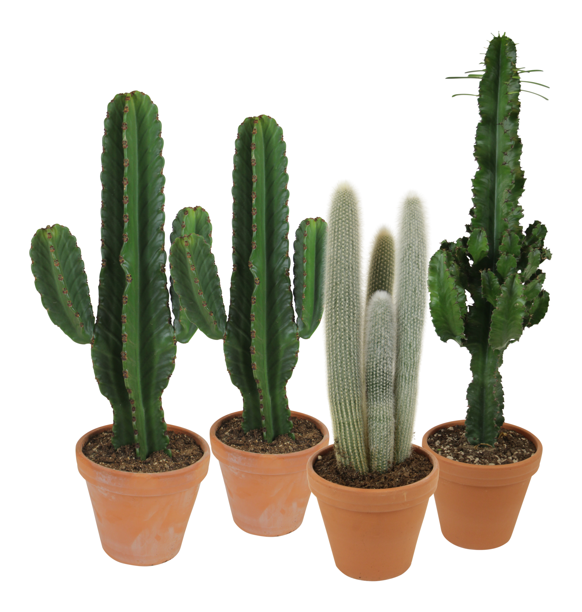 Kaktus MIX 50 - 80 cm - Leroy Merlin