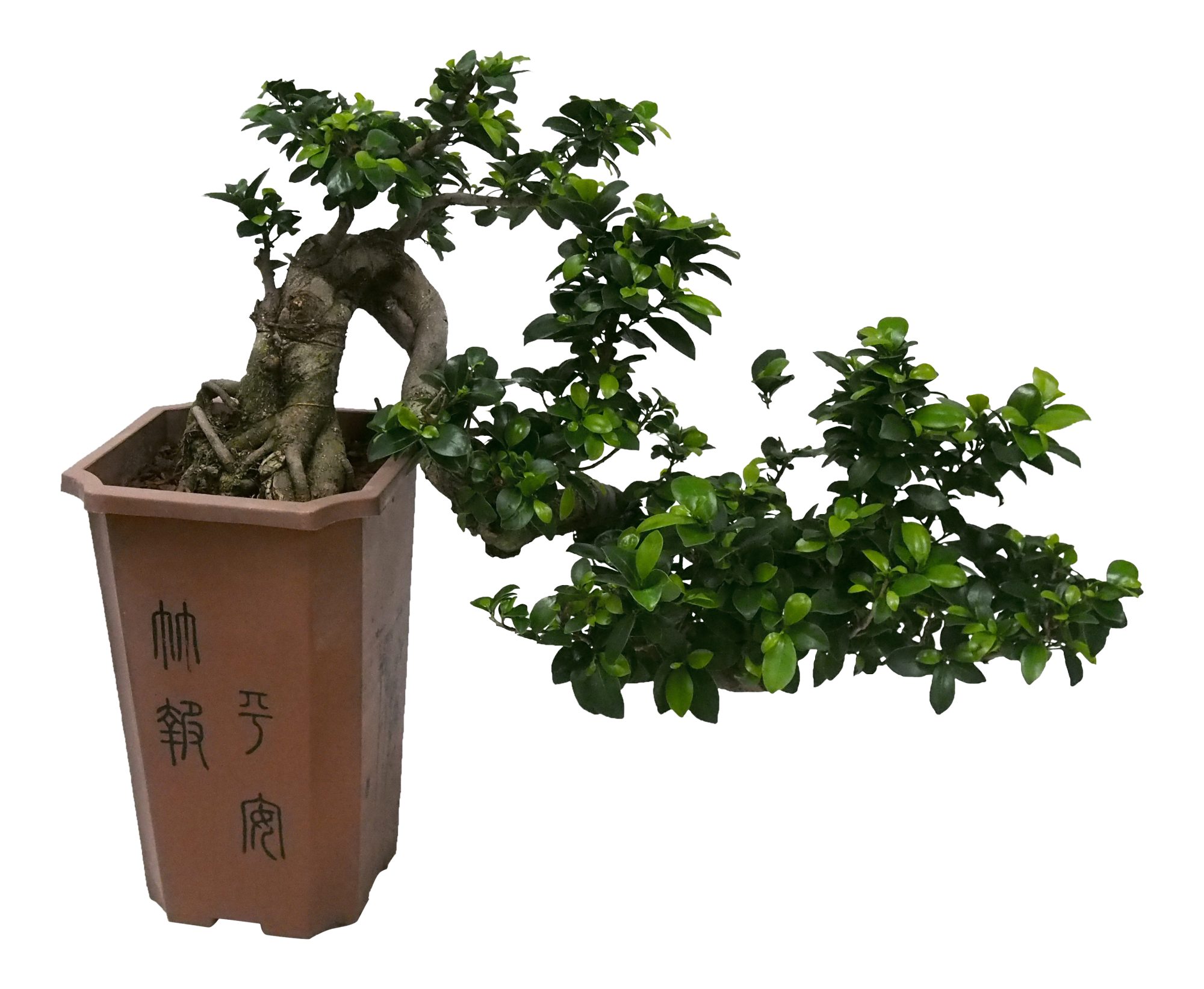 Bonsai Ficus Ginseng Cascade 70 cm Leroy Merlin