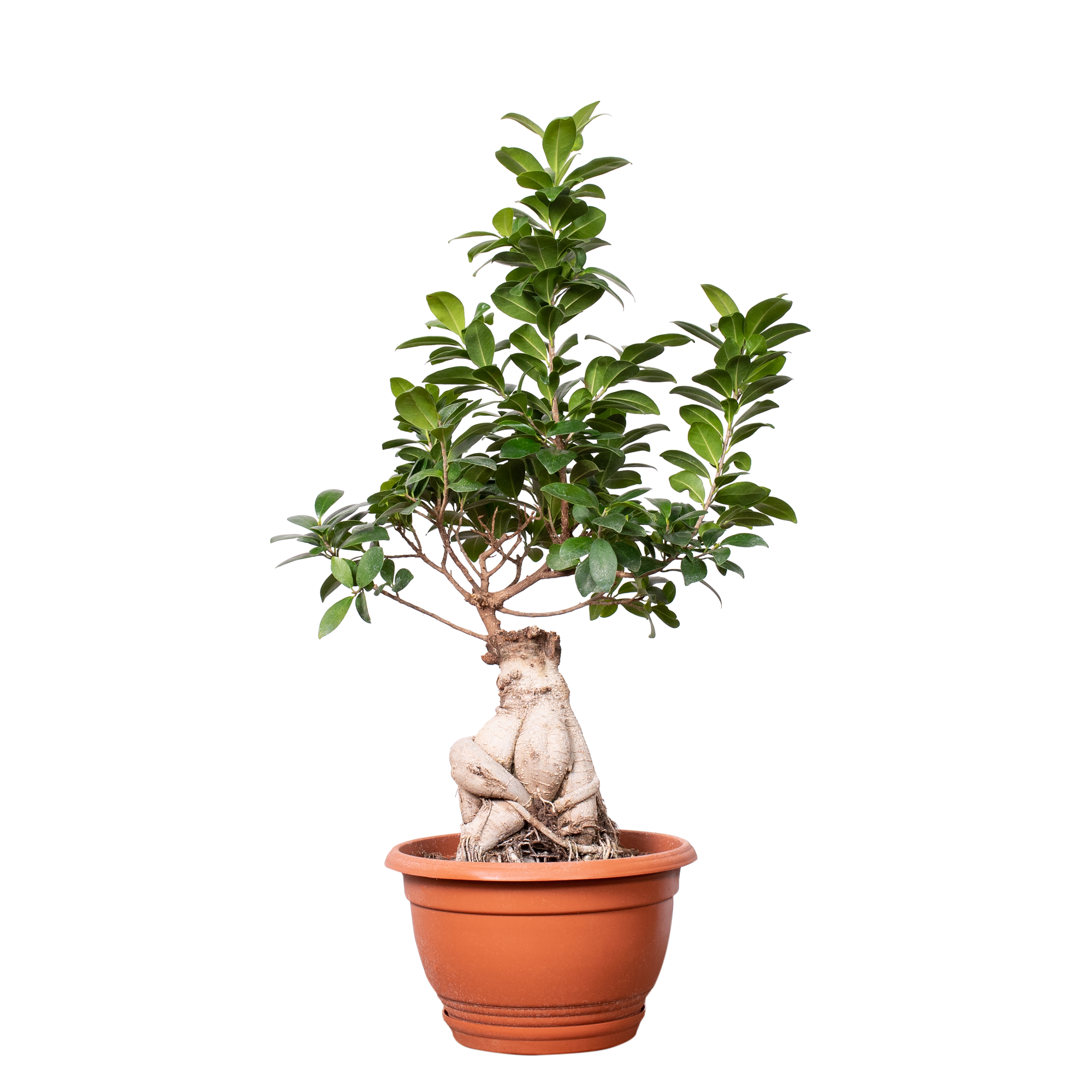 Bonsai Ficus Ginseng 6580 cm Leroy Merlin