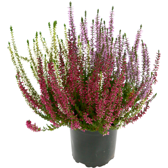 Calluna vulgaris Beauty Ladies Trio   cm